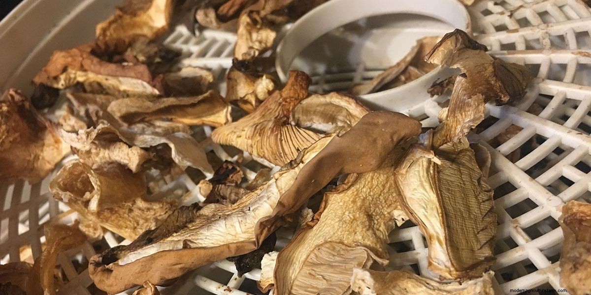 How To Cook Mushrooms: The Right Way!