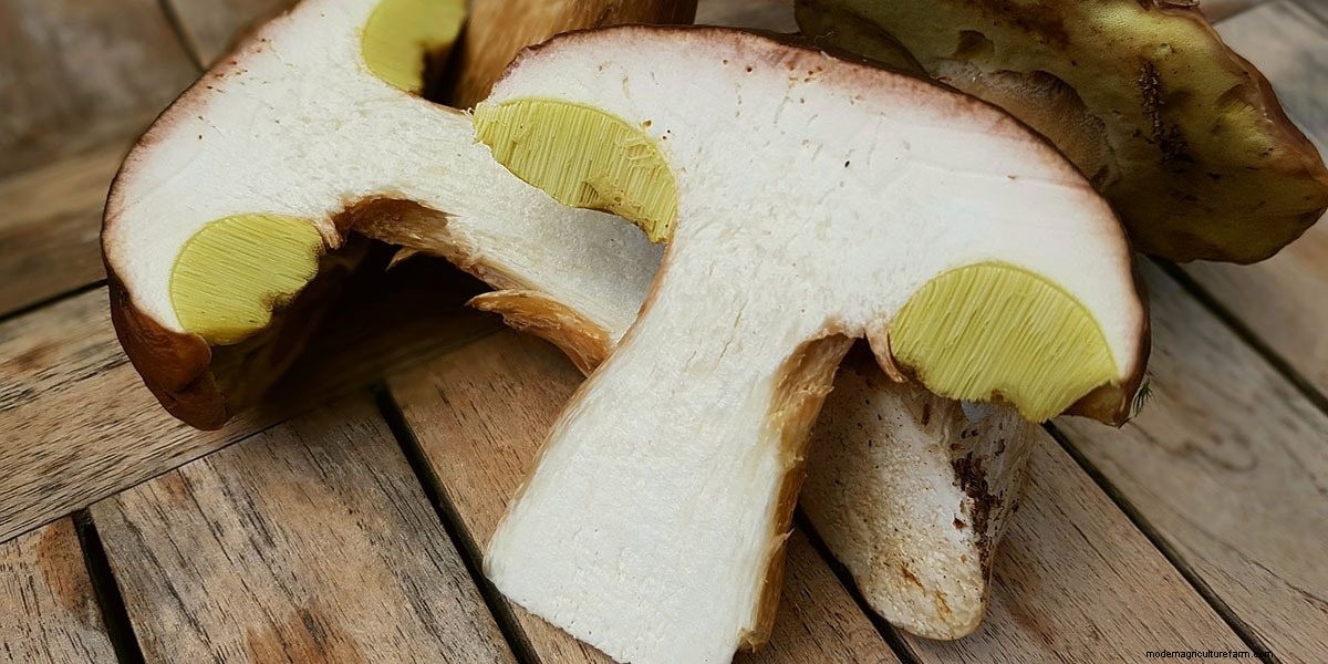 How To Cook Mushrooms: The Right Way!
