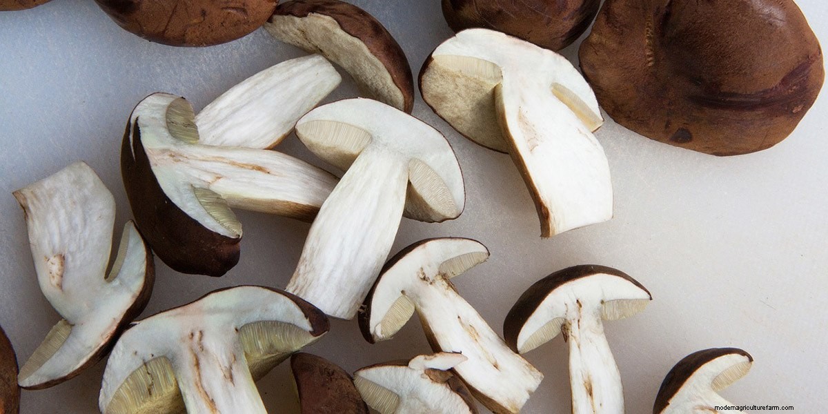 How To Cook Mushrooms: The Right Way!