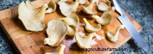 5 Easy and Delicious Oyster Mushroom Recipes