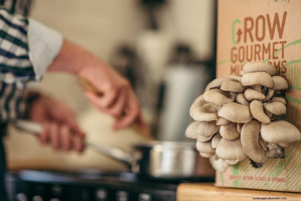 Health Benefits of Oyster Mushrooms