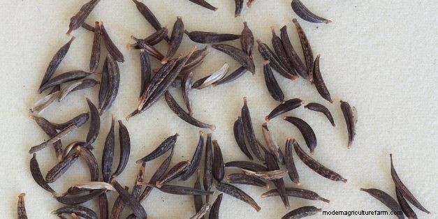 New to Gardening? Start here!