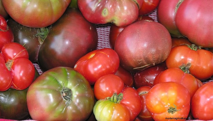 New to Gardening? Start here!