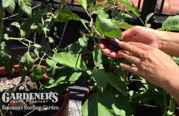 New to Gardening? Start here!