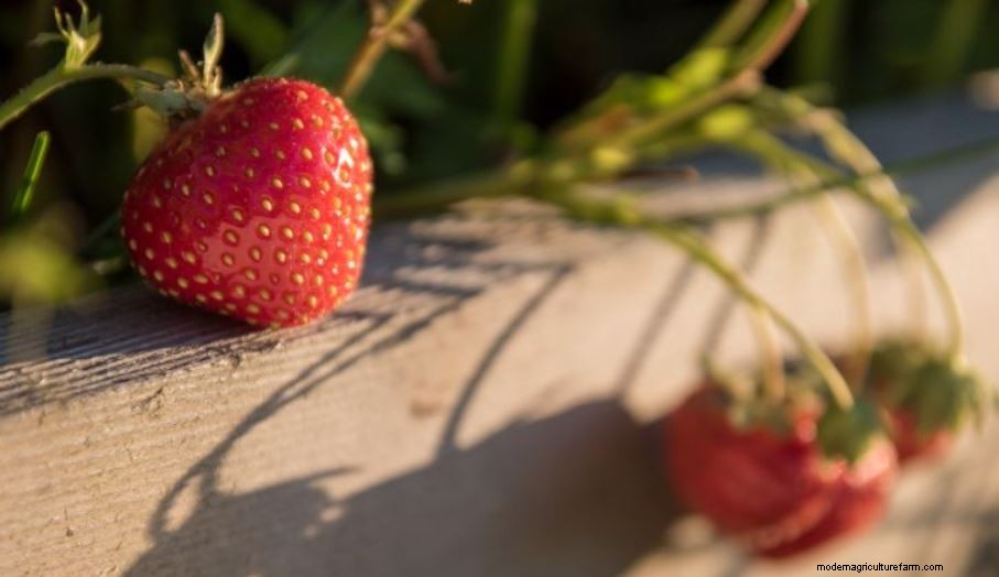 New to Gardening? Start here!