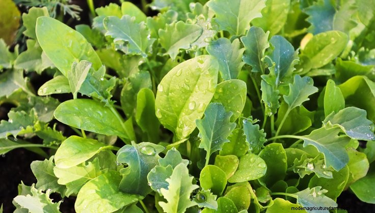 Late-Summer Planting Yields Fall Vegetables