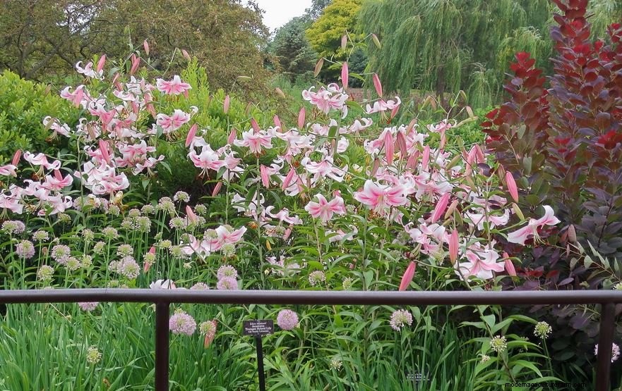 Navigating the Midsummer Garden Doldrums