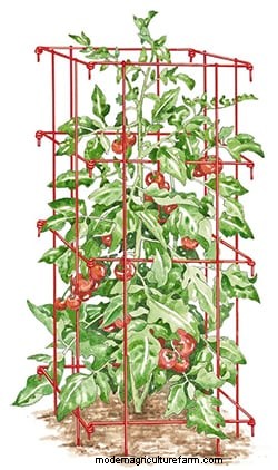 Simple Pruning Technique Improves Tomato Harvest