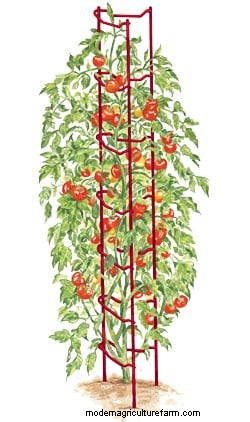 Simple Pruning Technique Improves Tomato Harvest