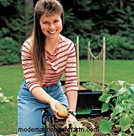 Success With Potatoes