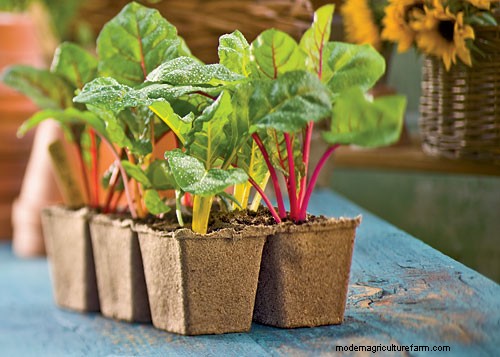 Why Choose Cowpots to Start Seeds