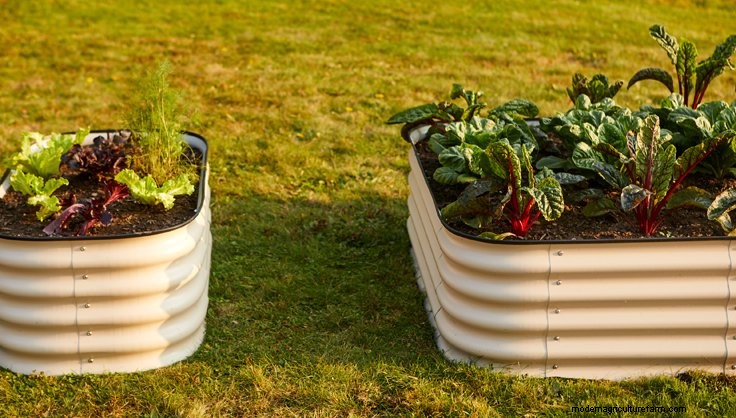 Best Materials for Raised Beds