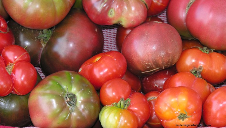 What Kind of Tomato Should I Grow?