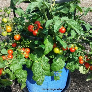 What Kind of Tomato Should I Grow?