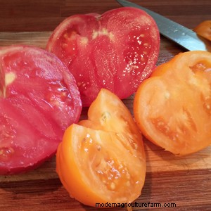 What Kind of Tomato Should I Grow?