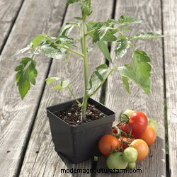 What Kind of Tomato Should I Grow?