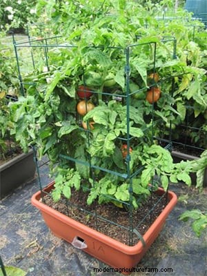 What Kind of Tomato Should I Grow?