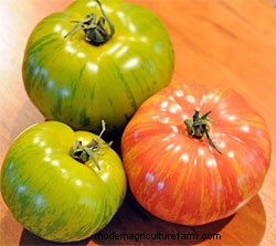 What Kind of Tomato Should I Grow?