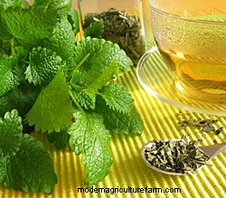 Growing Herbs in Pots and Planters