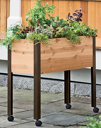 Growing Herbs in Pots and Planters