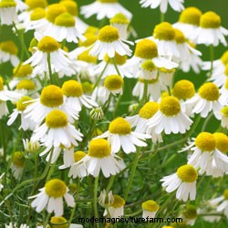 Growing Herbs in Pots and Planters
