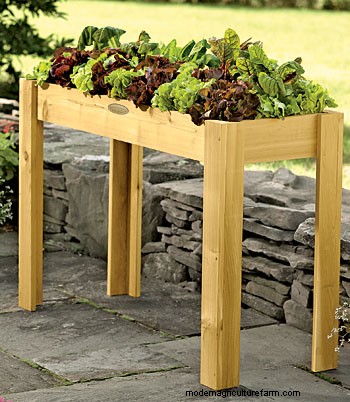 Growing Herbs in Pots and Planters