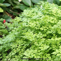 Growing Herbs in Pots and Planters