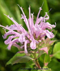 Growing Herbs in Pots and Planters