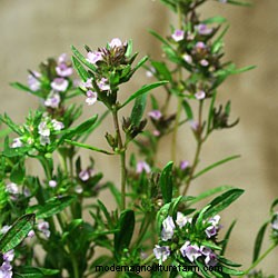 Growing Herbs in Pots and Planters