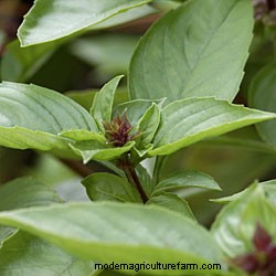 Growing Herbs in Pots and Planters
