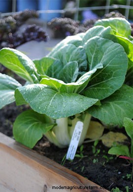 Gardening in Zones 7-10