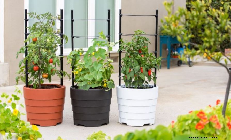 Top Crops for Small Vegetable Gardens