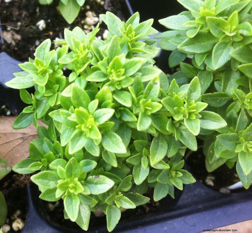 Top Crops for Small Vegetable Gardens