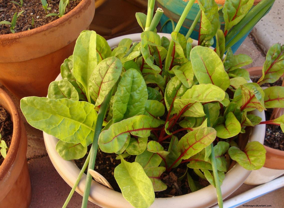 Top Crops for Small Vegetable Gardens