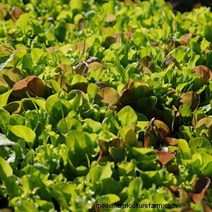 Top Crops for Small Vegetable Gardens