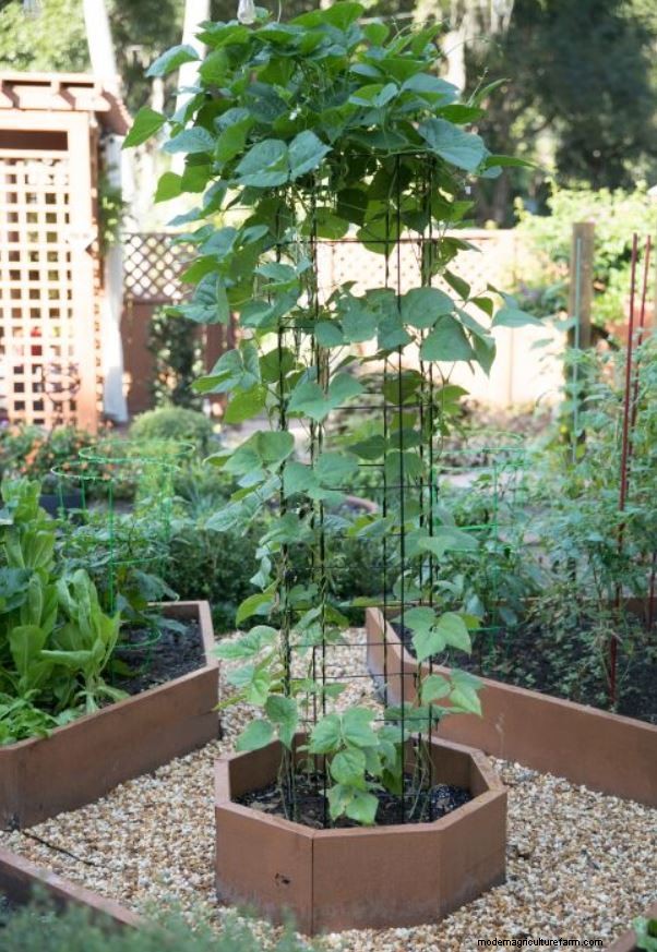 Top Crops for Small Vegetable Gardens