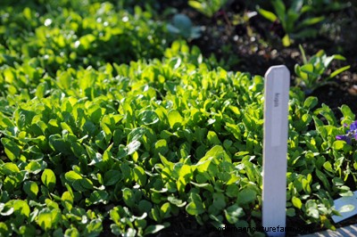 Double Your Harvest with Succession Planting