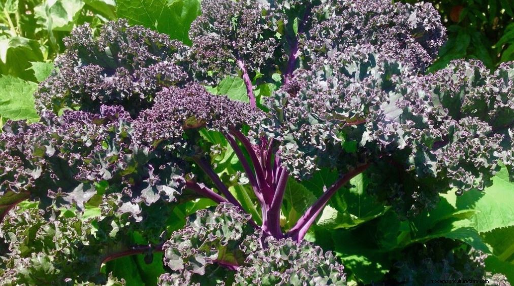 Double Your Harvest with Succession Planting