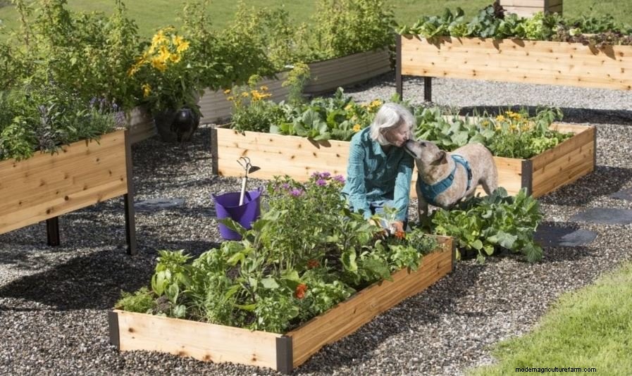 The Basics: Gardening in Raised Beds