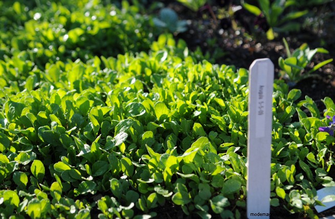 The Basics: Gardening in Raised Beds