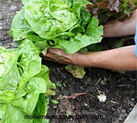 How to Grow Salad Greens All Year