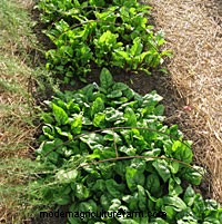 How to Grow Salad Greens All Year