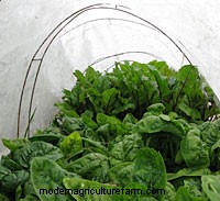How to Grow Salad Greens All Year