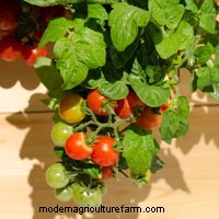 Fresh Food at Your Doorstep