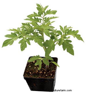 Six Ways to Accelerate Your Tomato Harvest