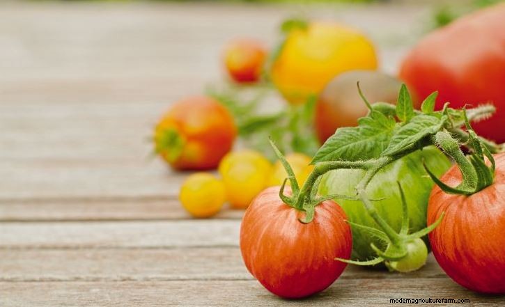 Six Ways to Accelerate Your Tomato Harvest