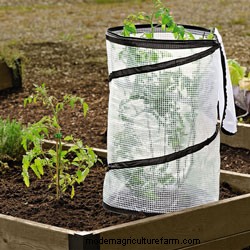 Six Ways to Accelerate Your Tomato Harvest