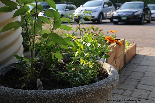 Be Bold! Grow Vegetables in Your Front Yard!