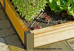 Be Bold! Grow Vegetables in Your Front Yard!