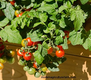 Be Bold! Grow Vegetables in Your Front Yard!